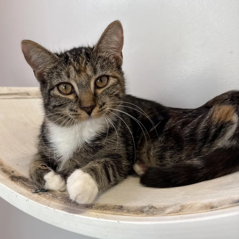 A baby small-sized female Tabby (Brown / Chocolate) Domestic Short Hair cat named Sequoia for adoption in North Haven, CT