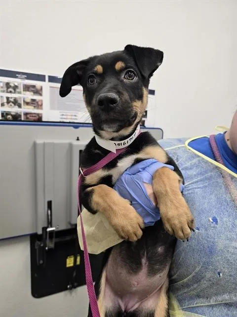 A baby large-sized female German Shepherd Dog dog named Kiki for adoption in Mesa, AZ