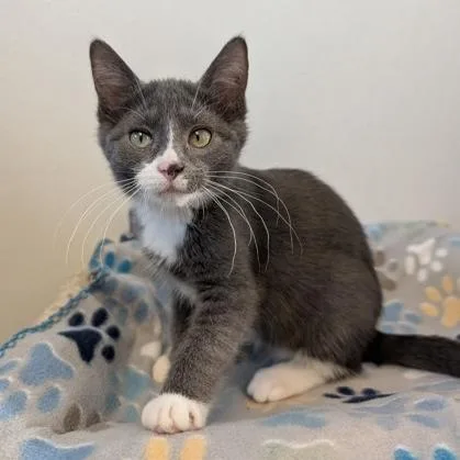 A baby small-sized female Tabby (Gray / Blue / Silver) Domestic Short Hair cat named Nessie for adoption in Rochester, MN