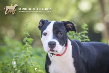 A young medium-sized female American Staffordshire Terrier dog named a Persephone for adoption in North Charleston, SC
