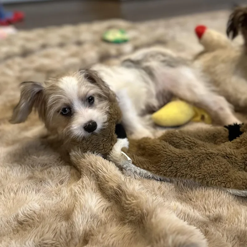 A baby small-sized male Tricolor (Brown, Black, & White) Maltipoo dog named Carter for adoption in Houston, TX
