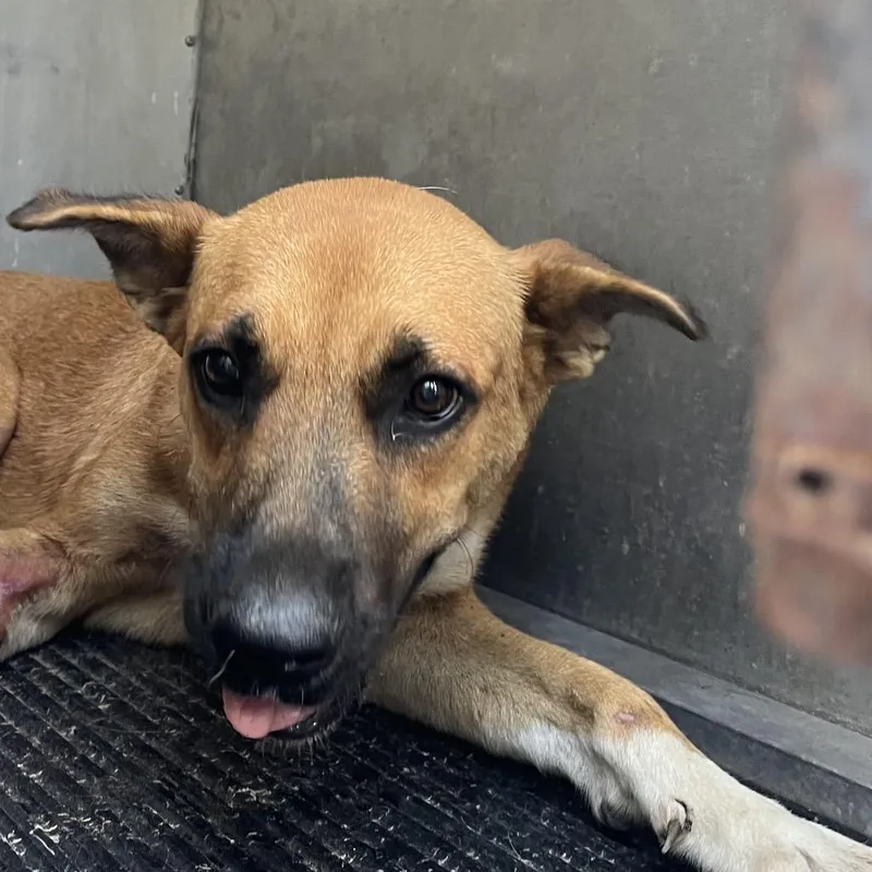 An adult medium-sized male Brown / Chocolate Shepherd dog named Cubone for adoption in Edinburg, TX