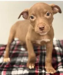 A baby medium-sized female Mixed Breed dog named Nutella for adoption in West Chester, PA