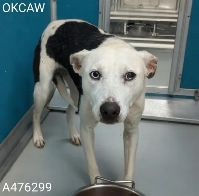 An adult medium-sized female Australian Cattle Dog / Blue Heeler dog named Robin for adoption in Oklahoma City, OK