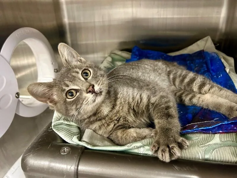 An adult small-sized male Domestic Short Hair cat named Adam for adoption in Fruit Heights, UT