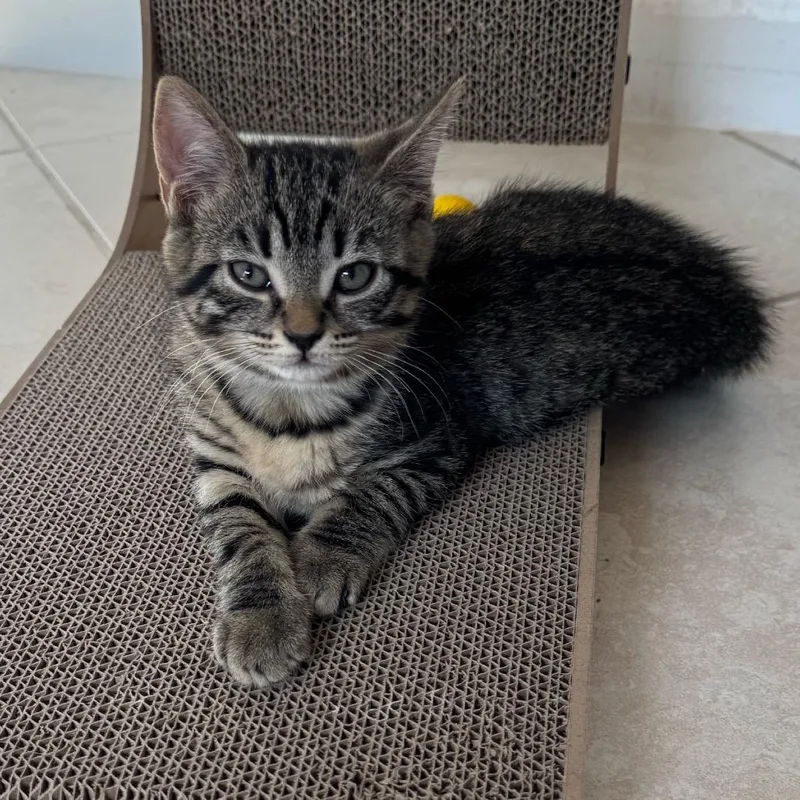 A baby small-sized female Brown / Chocolate Domestic Short Hair cat named Opal for adoption in Hamburg, NY