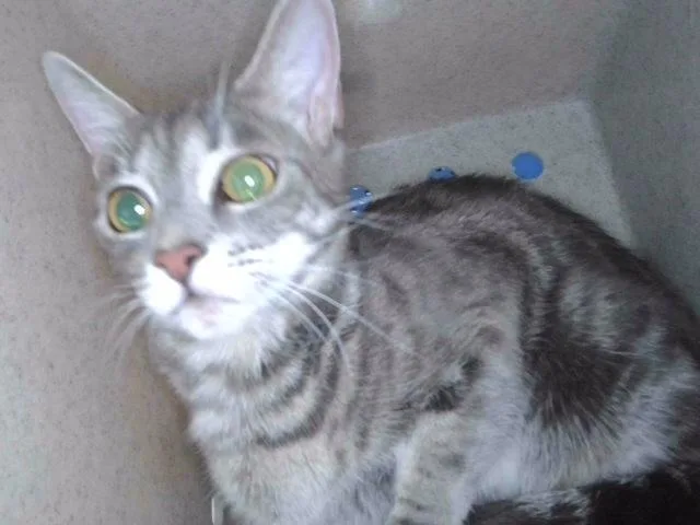 An adult small-sized female Domestic Short Hair cat named Tina for adoption in Baldwin Park, CA