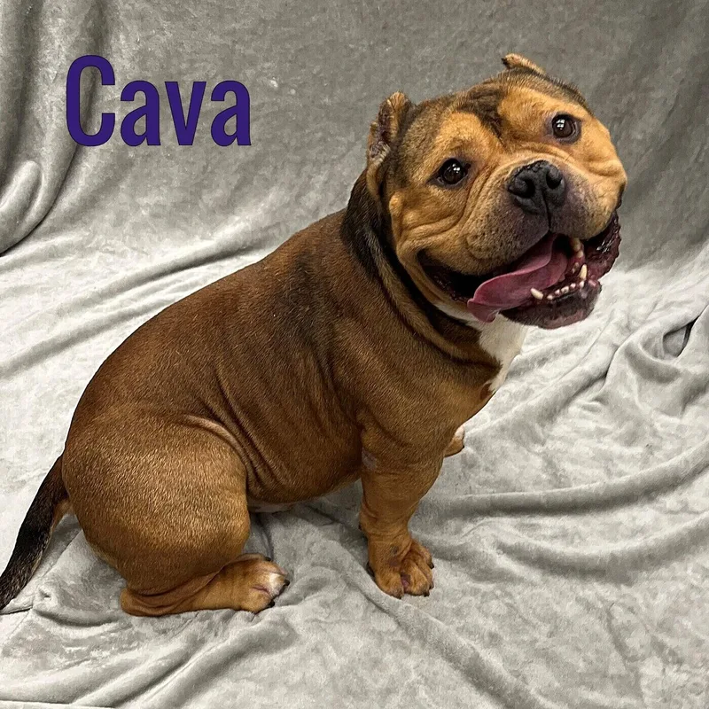 An adult medium-sized male American Bully dog named Cava for adoption in Pleasantville, NJ