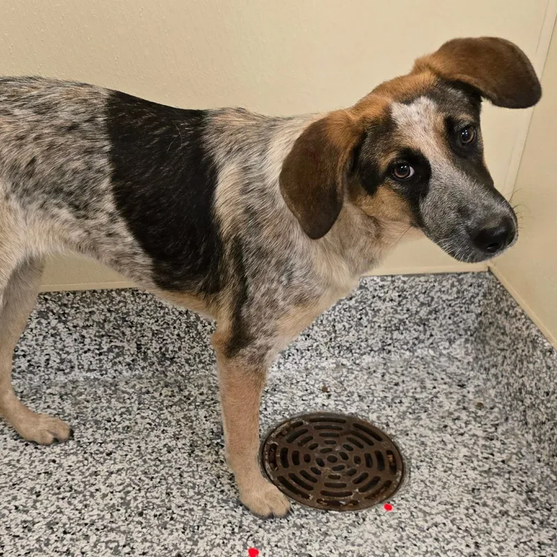 A young medium-sized female Brown / Chocolate Cattle Dog named Milly for adoption in Madisonville, TN