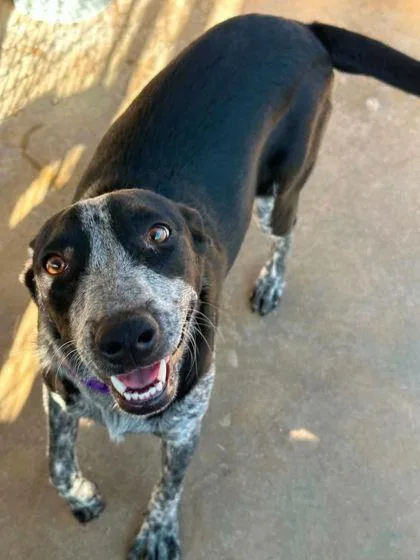 A baby medium-sized female Cattle Dog dog named Azul for adoption in Morton Grove, IL