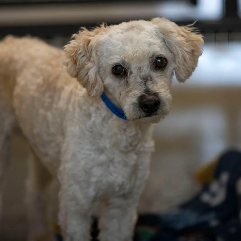 A senior small-sized male Miniature Poodle dog named Spice for adoption in Peyton, CO