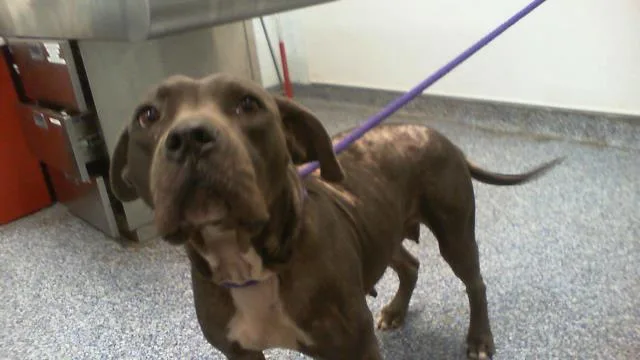 An adult medium-sized female Pit Bull Terrier dog named A for adoption in Charlotte, NC