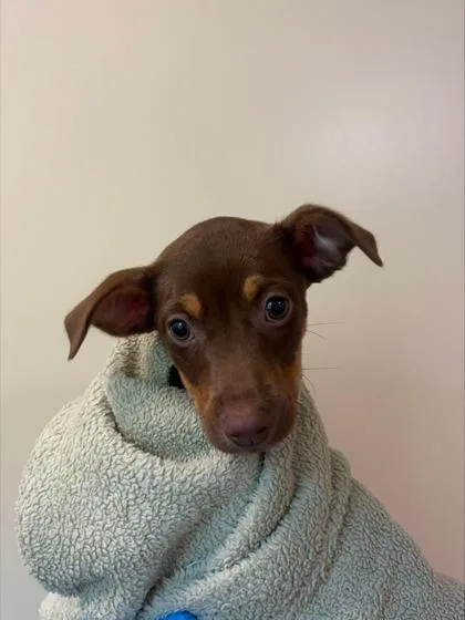 A baby small-sized female Mixed Breed dog named Gracie for adoption in Honolulu, HI