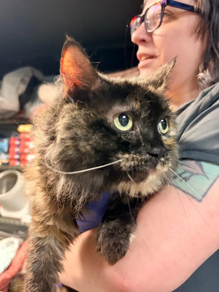 An adult medium-sized female Domestic Long Hair cat named Beatrice for adoption in Huntington, IN