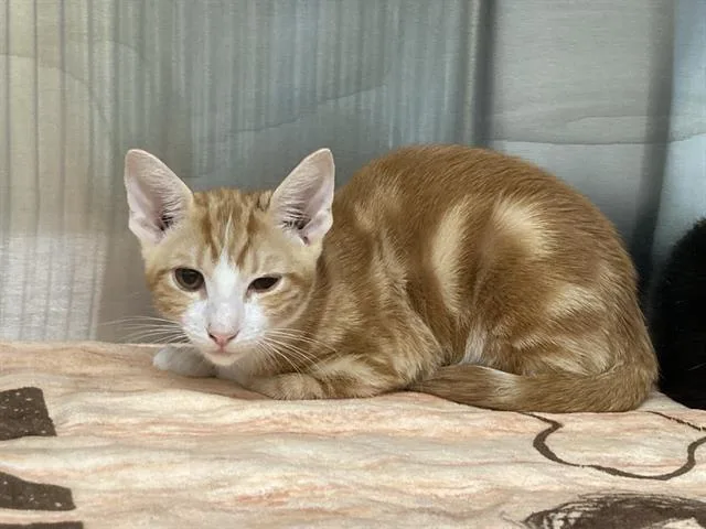 A baby small-sized male Domestic Short Hair cat named Brenebon for adoption in Tustin, CA