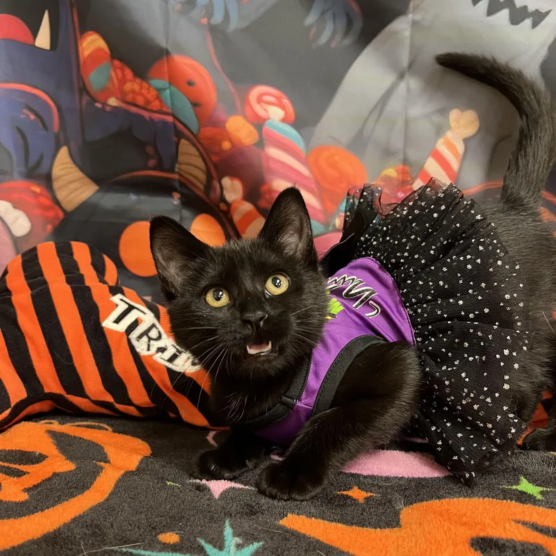 A baby medium-sized female Black Domestic Short Hair cat named Spirit for adoption in Fairmont, MN