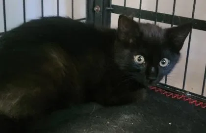 A baby medium-sized female Domestic Short Hair cat named Billboard for adoption in West Chester, PA