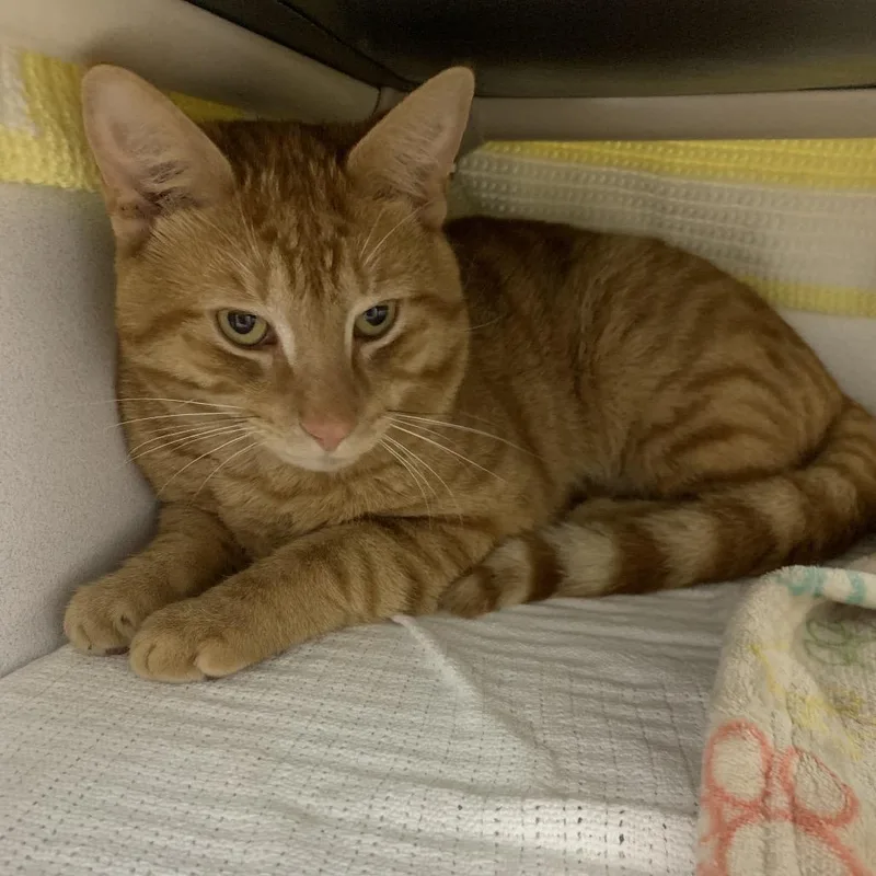 A young small-sized male Orange / Red Domestic Short Hair cat named Cheeto for adoption in Franklin, NC
