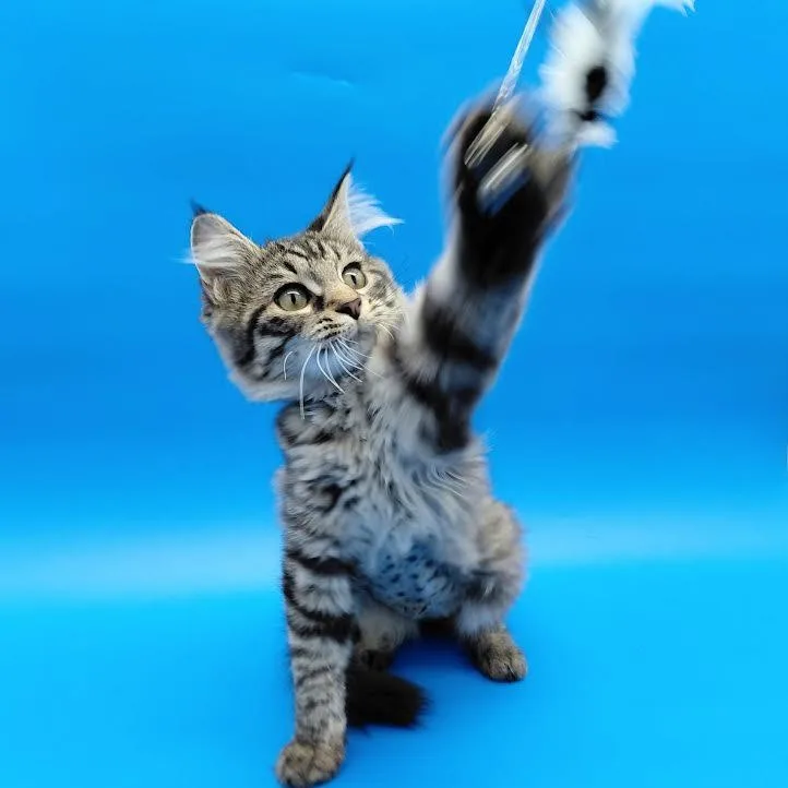 A baby medium-sized female Domestic Long Hair cat named Worcestershire for adoption in Springfield, MO