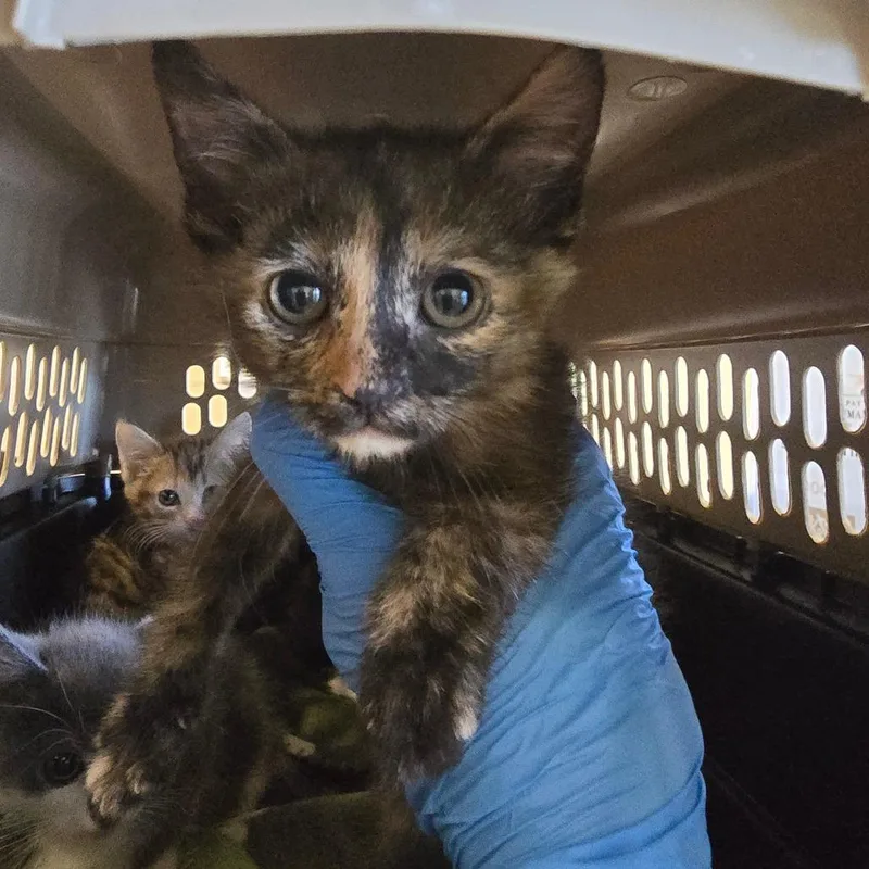A baby small-sized female Gray / Blue / Silver Domestic Short Hair cat named Penelope for adoption in Naples, FL