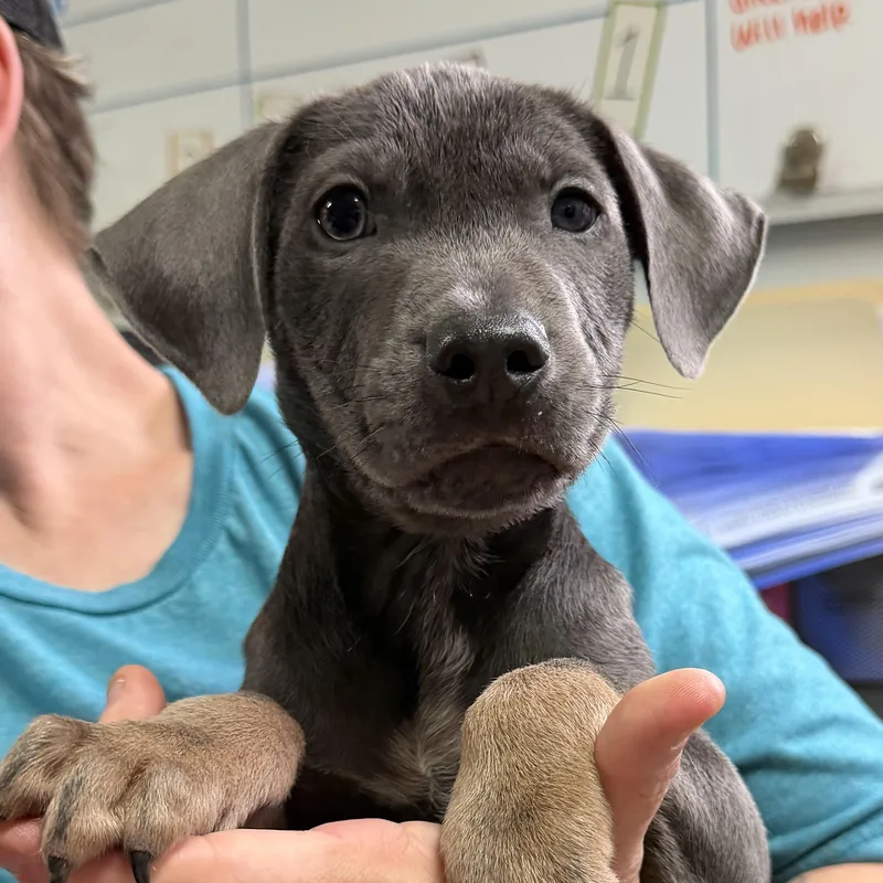 A baby medium-sized male Gray / Blue / Silver Mixed Breed dog named Tony Vlachos for adoption in Columbia, SC