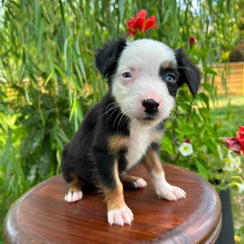 A baby small-sized male Black Border Collie dog named Decaf for adoption in Jackson, MO