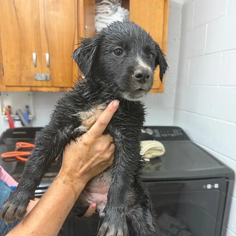 A baby small-sized female Black Australian Cattle Dog / Blue Heeler dog named Diamond for adoption in Evensville, TN