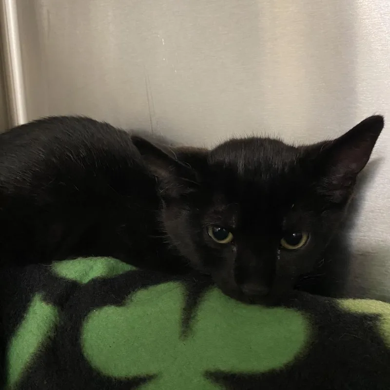 A baby small-sized female Black Domestic Short Hair cat named Debbie for adoption in Wilmington, DE