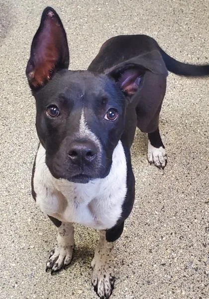 An adult large-sized male Pit Bull Terrier dog named Zeus for adoption in Kansas City, MO