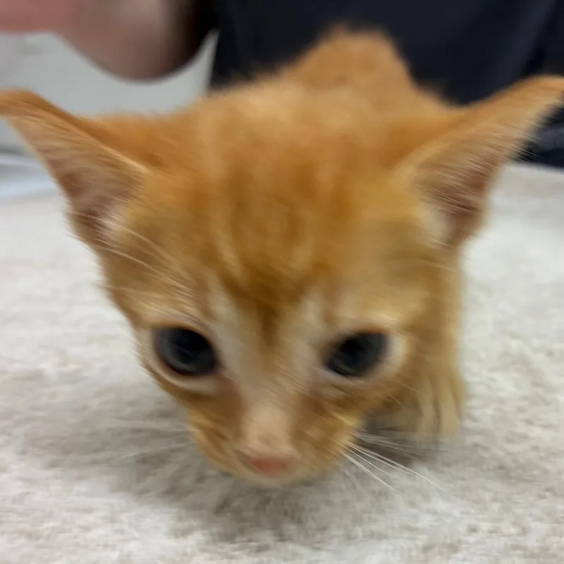 A baby small-sized male Orange / Red Domestic Short Hair cat named Buttercup for adoption in Corpus Christi, TX