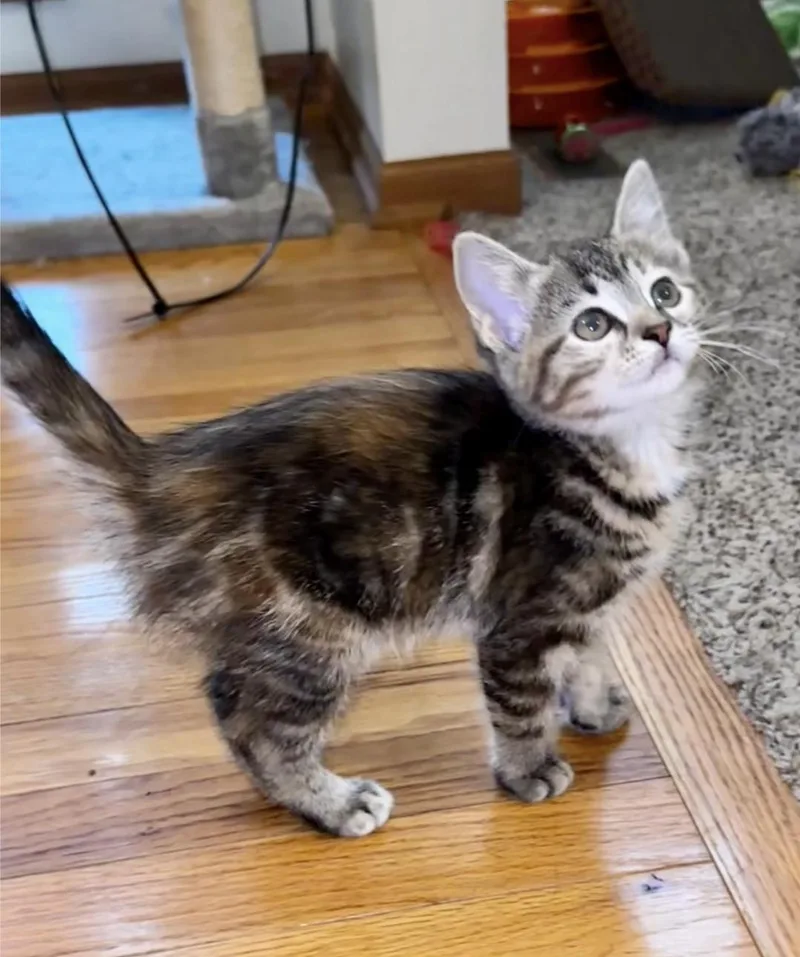 A baby medium-sized female Torbie Domestic Short Hair cat named Dirt for adoption in Reeseville, WI