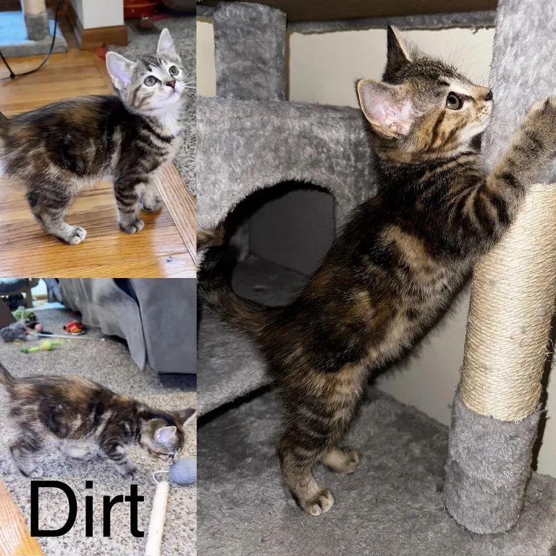 Dirt thumbnail 2