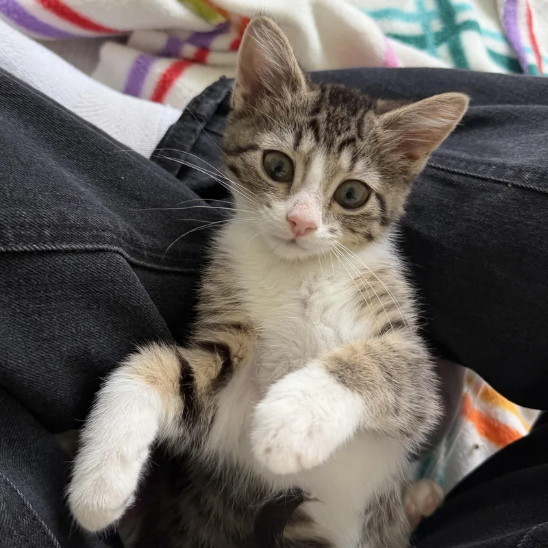 A baby medium-sized female Tabby (Gray / Blue / Silver) Domestic Short Hair cat named Daisy for adoption in Maple Valley, WA