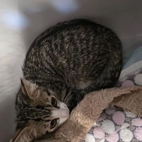 A baby small-sized female Domestic Short Hair cat named F Journey for adoption in Arizona City, AZ