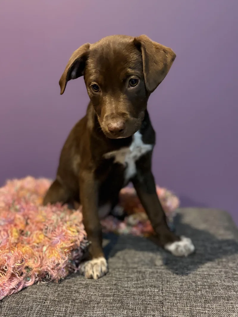 A baby medium-sized male Brown / Chocolate Labrador Retriever dog named Nutmeg for adoption in Brookeville, MD