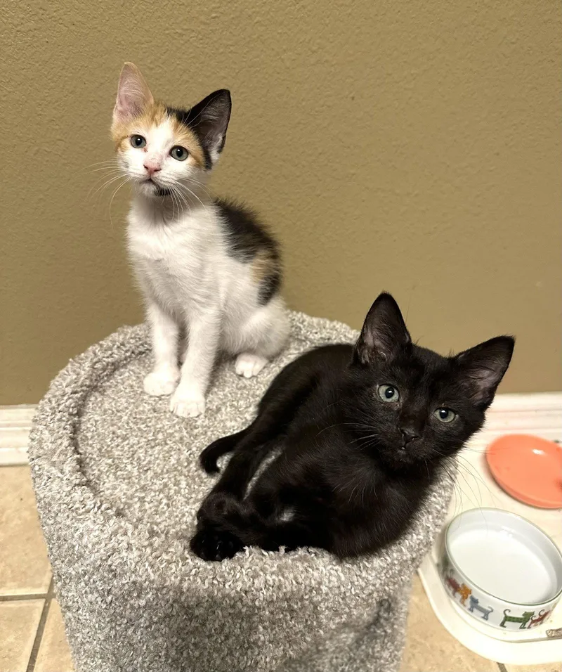 A baby small-sized female Domestic Short Hair cat named Rainbow for adoption in Longwood, FL