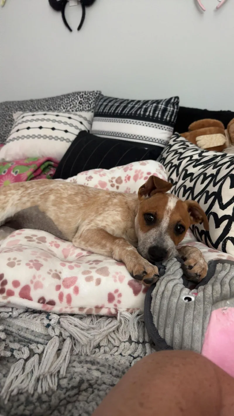 A baby medium-sized female Australian Cattle Dog / Blue Heeler dog named France for adoption in El Cajon, CA