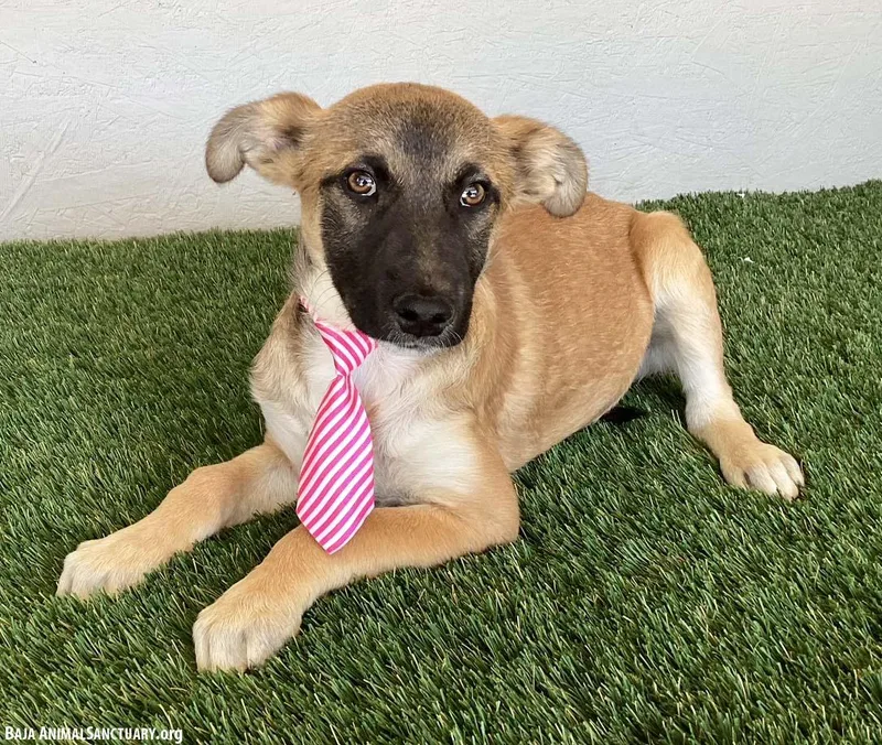A baby medium-sized male Yellow / Tan / Blond / Fawn Belgian Shepherd / Malinois dog named Barkley for adoption in San Diego, CA