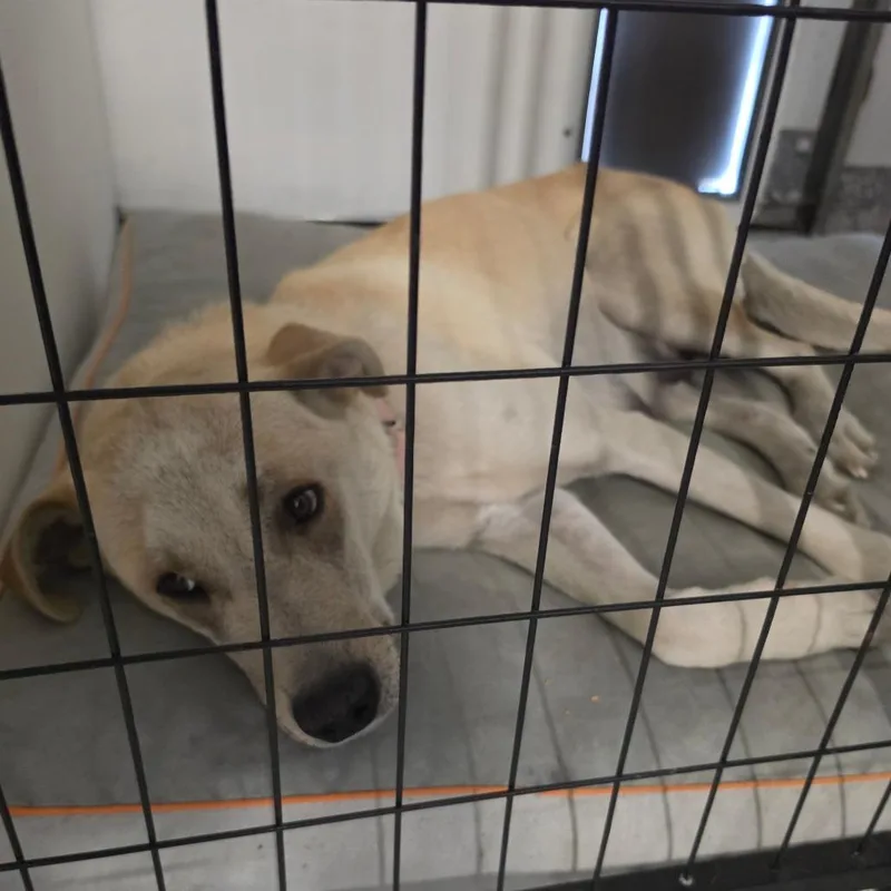 An adult medium-sized female Yellow / Tan / Blond / Fawn Yellow Labrador Retriever dog named Lola for adoption in Centralia, WA