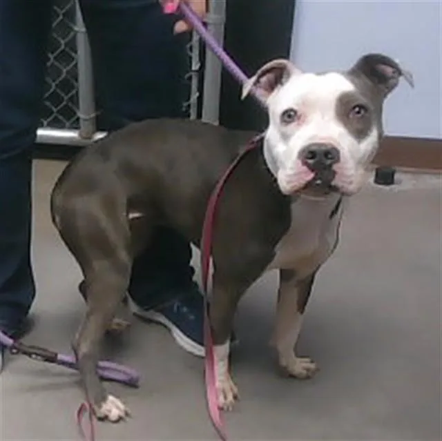 An adult large-sized female Pit Bull Terrier dog named Paisley for adoption in Phoenix, AZ