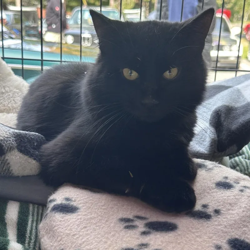 A young large-sized male Domestic Long Hair cat named Otis for adoption in Saratoga Springs, NY