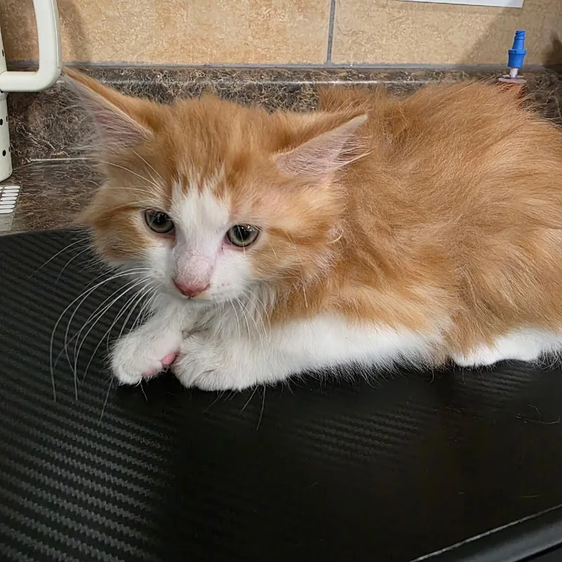 A baby small-sized male Orange / Red Domestic Long Hair cat named Marowak for adoption in Eureka Springs, AR