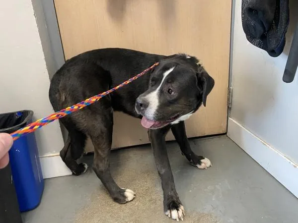 An adult extra large-sized male Pit Bull Terrier dog named Atreyu for adoption in Salt Lake City, UT