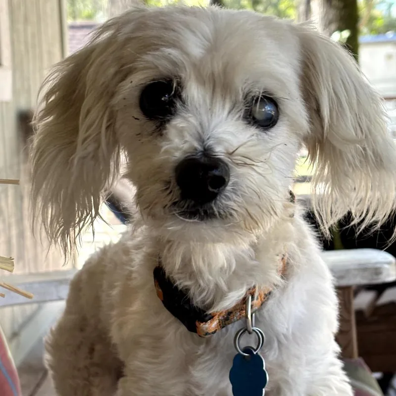 Napolean thumbnail 2