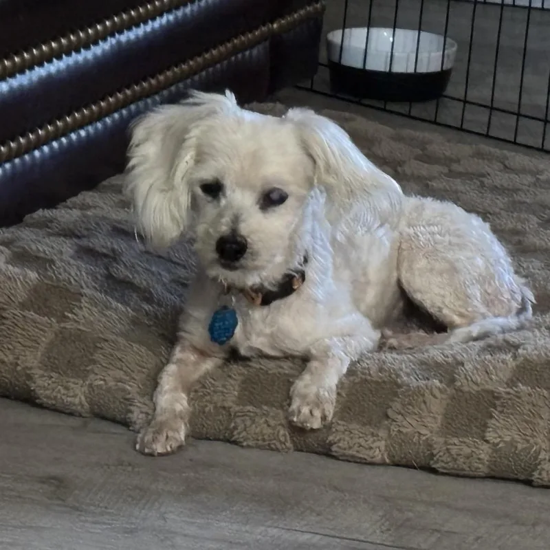 Napolean thumbnail 3