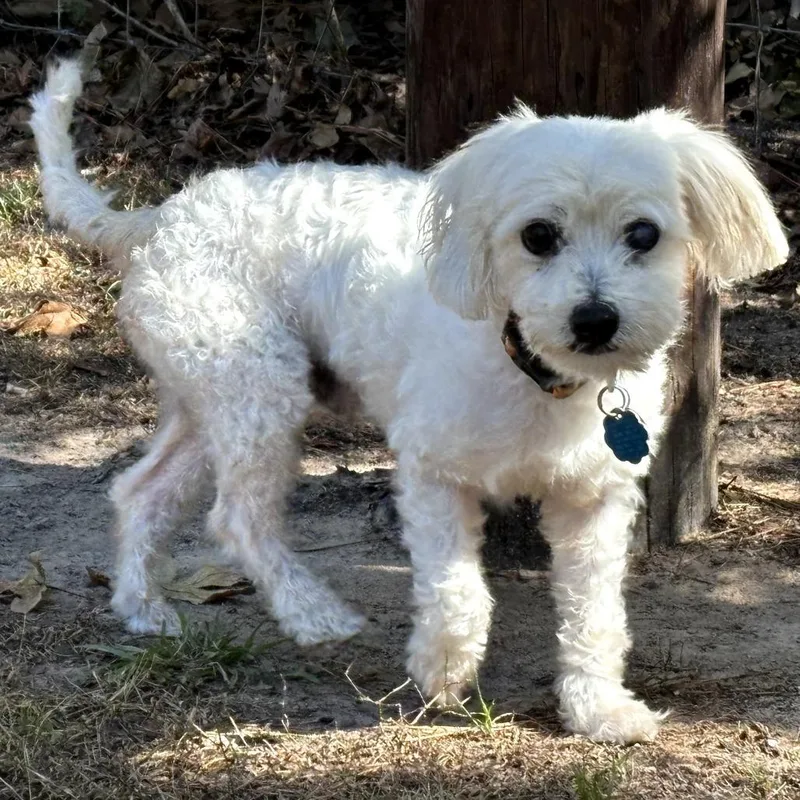 Napolean thumbnail 4