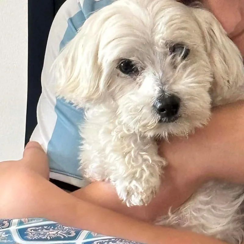 Napolean thumbnail 5