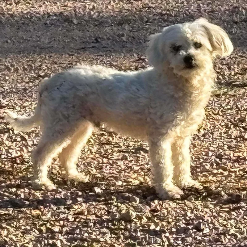 Napolean thumbnail 6