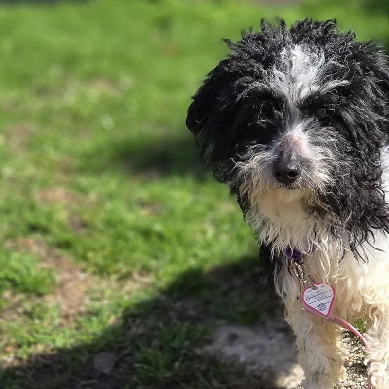 An adult small-sized female Black Poodle dog named Snowy for adoption in Springfield, MA