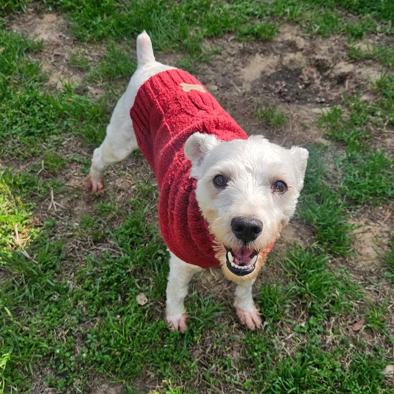 Sammy Wonder thumbnail 4